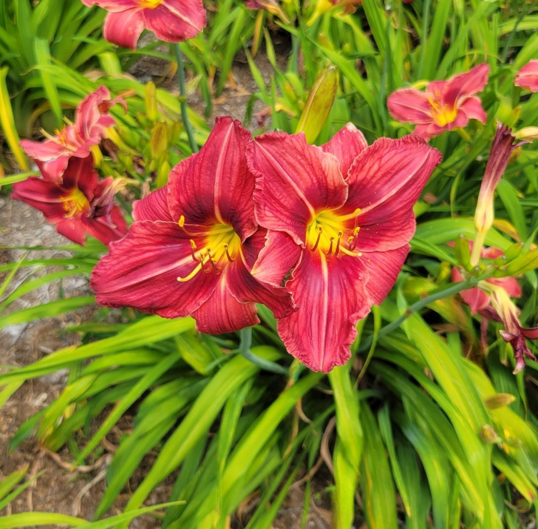 Daylily 'Red Frills' Showy Red Blooms on 30" Flower Scapes, Double Bareroot Fans