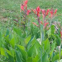 Canna Indica, Indian Shot Lily, Light Red Elegant Flowers, 2 Rhizomes