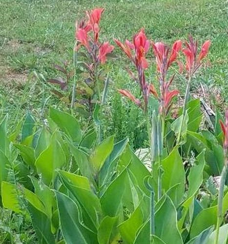 Canna Indica, Indian Shot Lily, Light Red Elegant Flowers, 2 Rhizomes