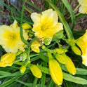 Dayily 'Harbor Mist' 5 1/2" Bright Soft Yellow Blooms on 28" Flower Scapes