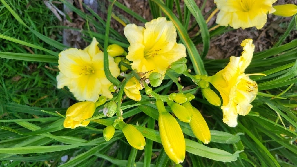 Dayily 'Harbor Mist' 5 1/2" Bright Soft Yellow Blooms on 28" Flower Scapes