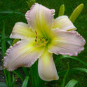 Daylily 'Divine Light' Large Showy 8 1/2 Lavender Yellow Blooms on 36" Scapes