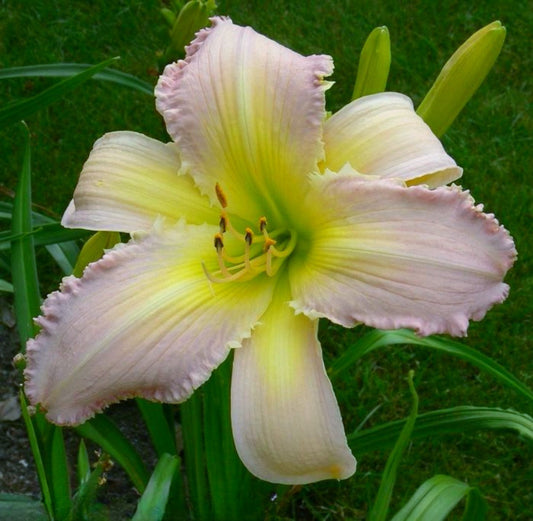 Daylily 'Divine Light' Large Showy 8 1/2 Lavender Yellow Blooms on 36" Scapes