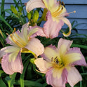 Daylily 'Lavender Aura' Light Purple and Yellow Blooms, 38" Scape Height