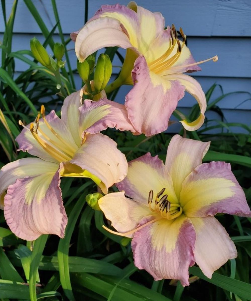 Daylily 'Lavender Aura' Light Purple and Yellow Blooms, 38" Scape Height