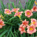Daylily 'Strawberry Candy' 4 1/4" Coral Pink Blooms on 26" Flower Scapes