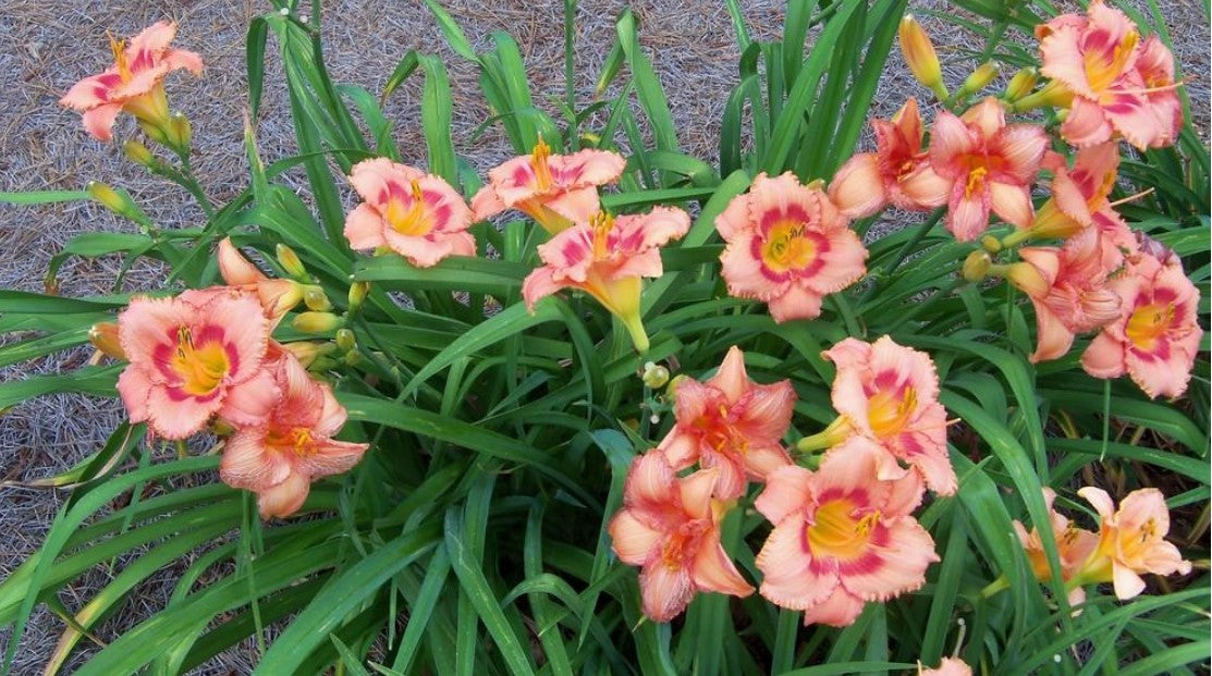 Daylily 'Strawberry Candy' 4 1/4" Coral Pink Blooms on 26" Flower Scapes