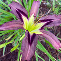 Daylily 'Grey Witch' 6" Showy Lavender Gray Blooms on 30" Flower Scapes