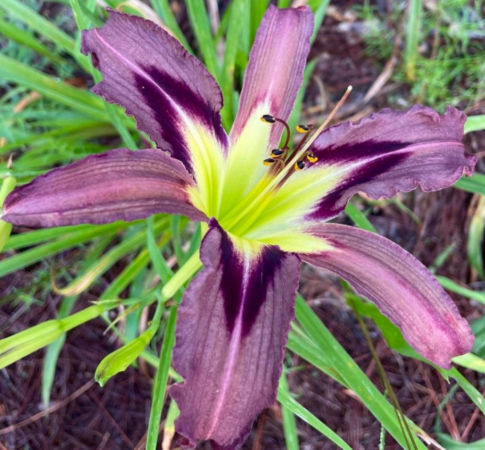 Daylily 'Grey Witch' 6" Showy Lavender Gray Blooms on 30" Flower Scapes