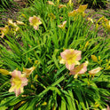 Daylily 'Tutankhamun' Fragrant Lilac Purple Blooms on 26" Flower Scapes