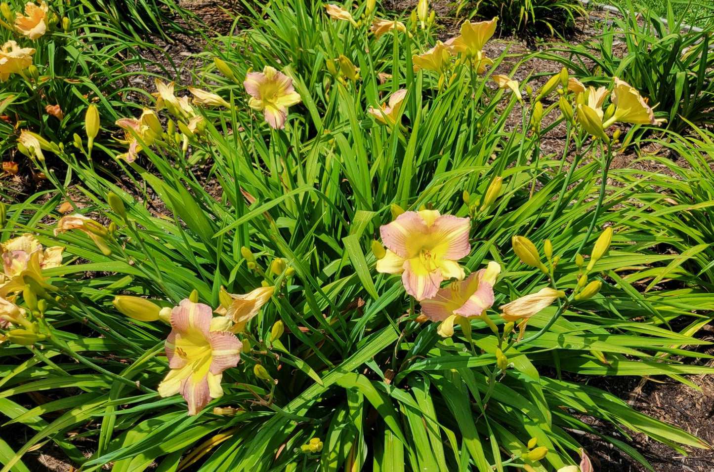 Daylily 'Tutankhamun' Fragrant Lilac Purple Blooms on 26" Flower Scapes