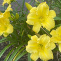 Daylily 'Demetrius' Bright Yellow 5 1/2" Blooms on 24" Scapes, Reblooming