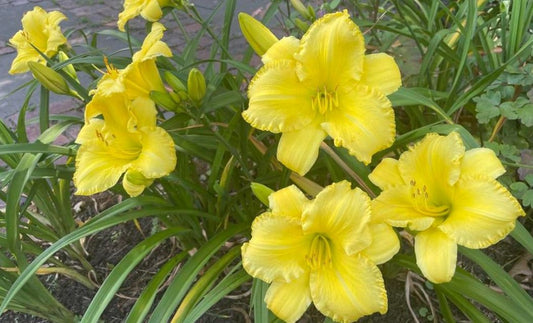 Daylily 'Demetrius' Bright Yellow 5 1/2" Blooms on 24" Scapes, Reblooming