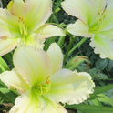 Forsyth Flaming Snow Daylily, Near White with Pink Edges, 6" blooms, 32"