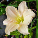 Daylily 'Lullaby Baby' Blush Pink 3 1/2" Fragrant Blooms on 19" Flower Scapes