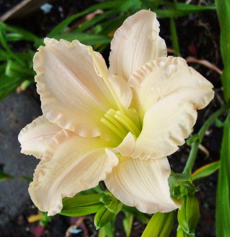 Daylily 'Lullaby Baby' Blush Pink 3 1/2" Fragrant Blooms on 19" Flower Scapes