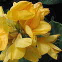 Canna ‘Yellow Futurity’ Dwarf 36" - 48" Green Foliage, 2 Freshly Dug Rhizomes
